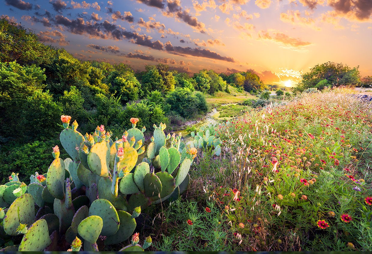 Understanding Mineral Rights in Texas