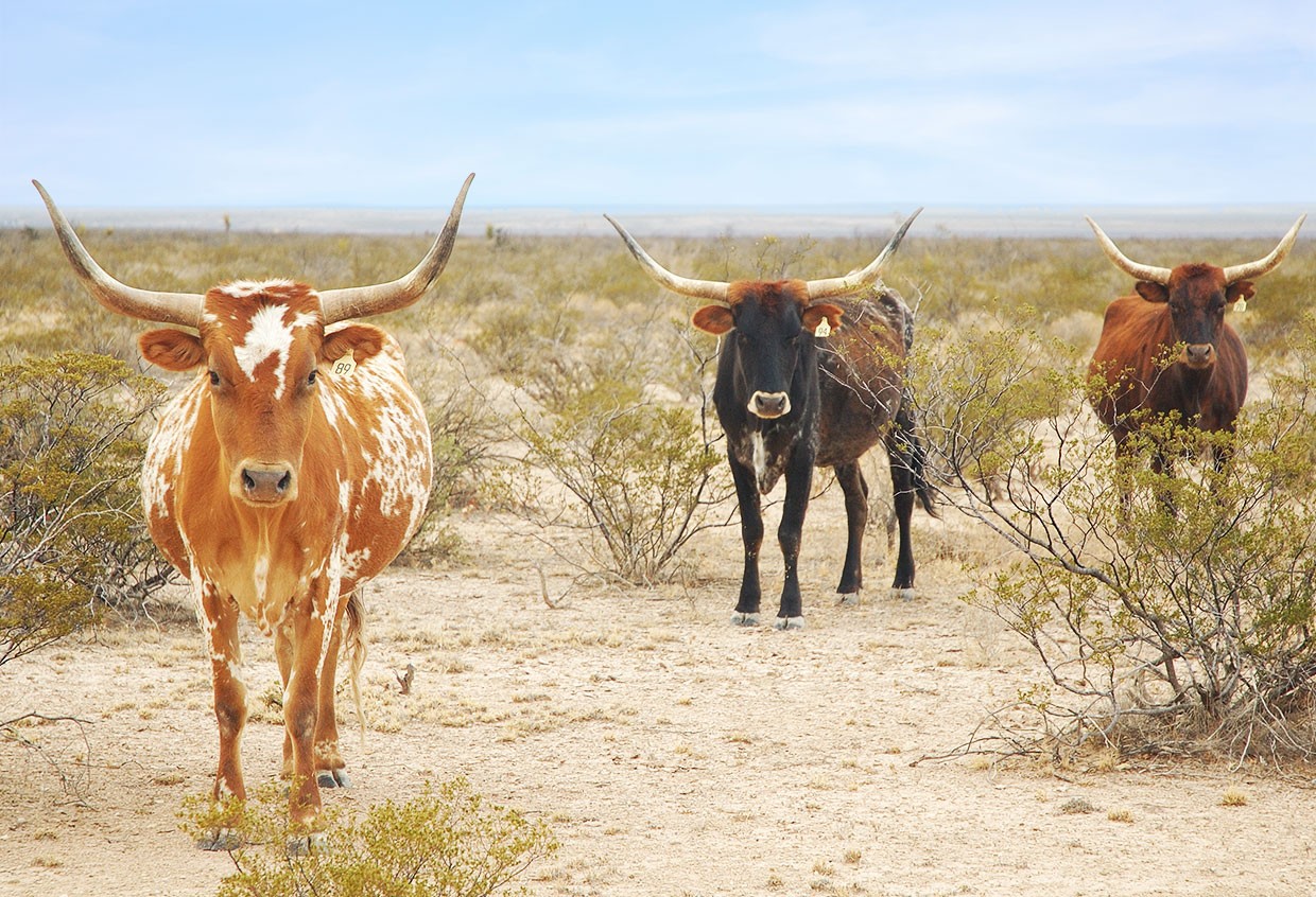 Why Industry Professionals Rely on Comprehensive Title Research and Abstracting